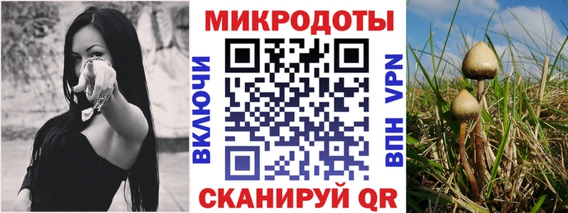 Галлюциногенные грибы Psilocybine cubensis Брюховецкая